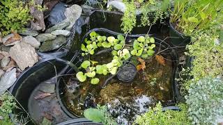 Pond Is Almost Empty Again