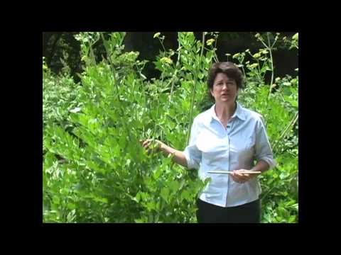 Lovage: Growing, Harvest and Use - Millcreek Herbs