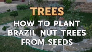 How to Plant Brazil Nut Trees From Seeds