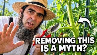 9 Tomato Growing Myths to Avoid!