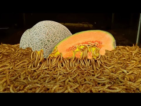 Whole Melon Eaten By Worms - Time Lapse