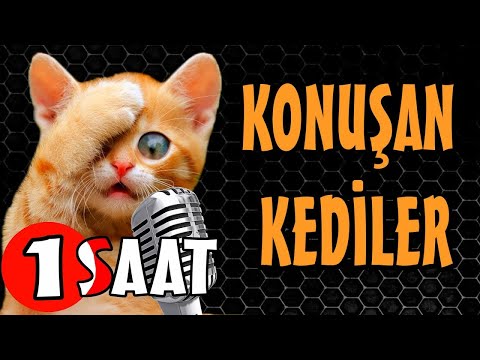 Konuşan Kediler 1 Saat - Sinema Tadında Komik Kediler - Yeni Bölüm