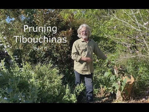 How to Prune Tibouchinas