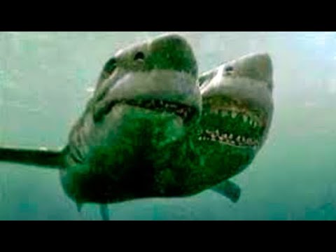 Trailer en español de El ataque del tiburón de dos cabezas