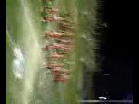 Barstow HS Marching Band in Barstow