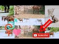 Donkey Mating Animals Donkey Animals Donkey TheGlobalAnimalsWorld