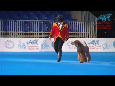 FCI Dog dance World Championship 2016 –Heelwork to music final - Chiara Meccoli and Thunder (Italy)