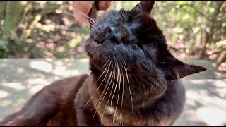 甘々な鳴き声でやって来たかわいいデカい黒猫どんちゃん