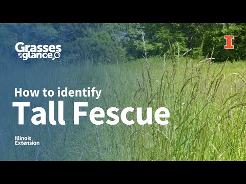 How to Identify Tall Fescue - Grasses at a Glance
