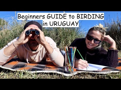 YouTube video about: How many species of birds can be found in uruguay?