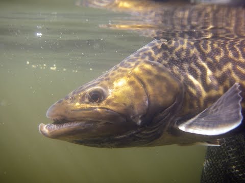 Basics of Stillwater Fly Fishing for Trout