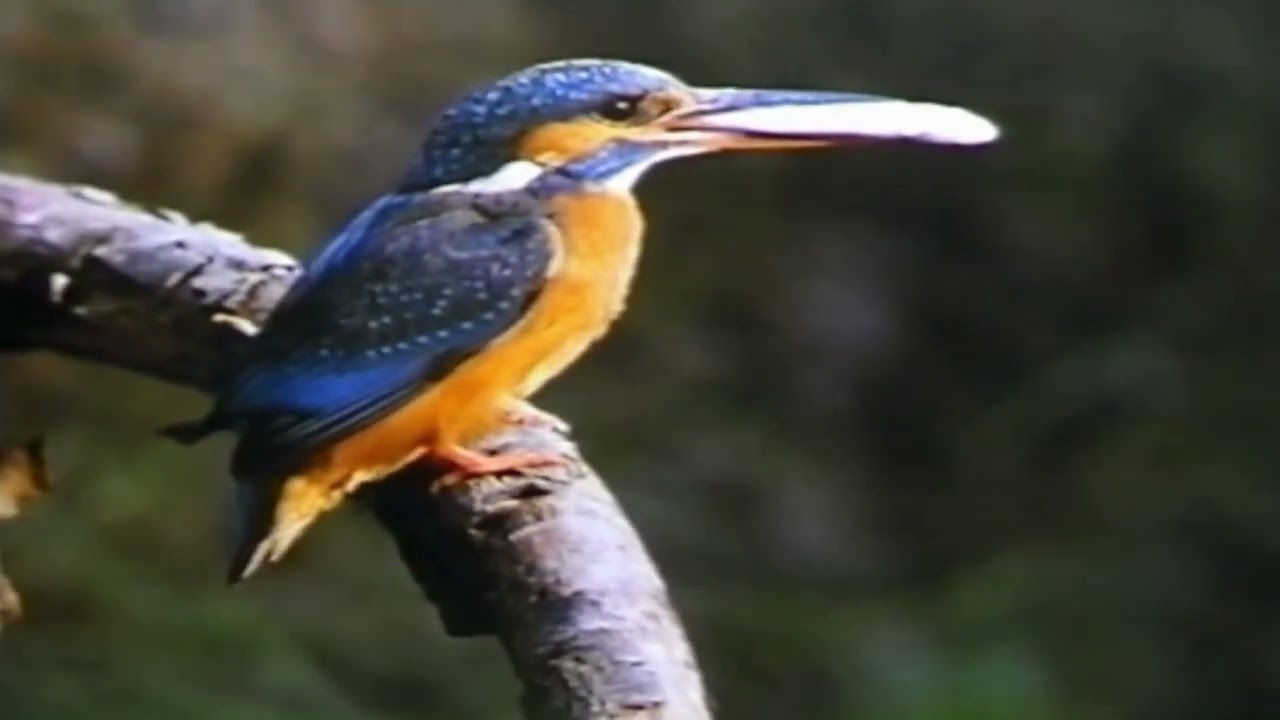 Kingfisher: Secret Splendour of the Brooks