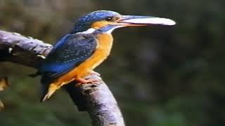 Kingfisher - Secret Splendour of the Brooks - HD