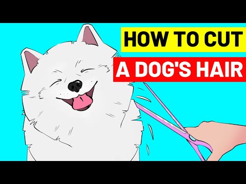 How To Cut Your Dog's Hair At Home