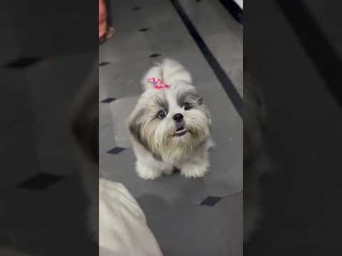 Shih tzu puppy barking 🐶 #shorts #shihtzu #sounds