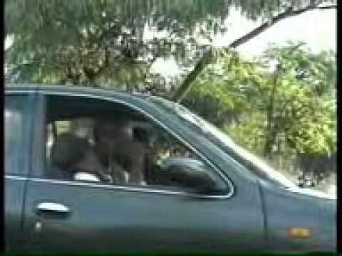 goodchild_'fadzayi'_