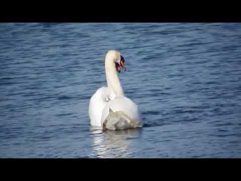 El Carnaval de los animales-"El Cisne" (C. Saint-Saëns)