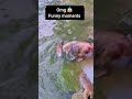 OmG Funny Moments Music Monkey Trending Cute Baby Animals