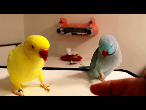Pratende halsbandparkiet  - Talking Ringneck Parrots (indian) mutation
