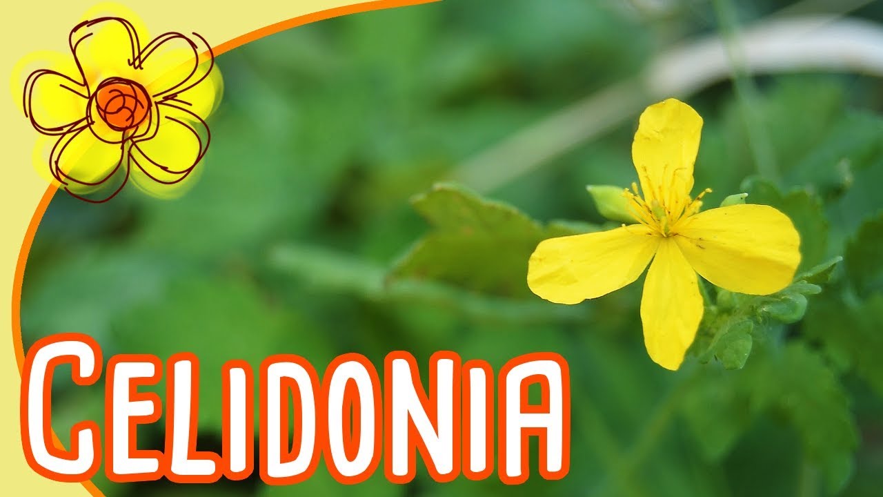 Celidonia: una planta medicinal con muchos usos