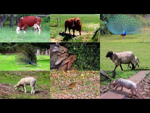 Farm animals for kids (with videos)