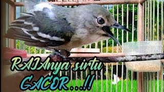 Download lagu sirtu jenis apapun pasti akan langsung gacor dengar teriakan/siulan sirtu satu ini.BUKTIKAN..‼️ mp3