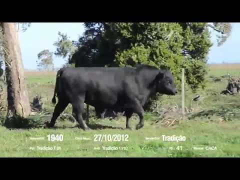 14º Remate Só Angus - Tradição. Tat.: 1940