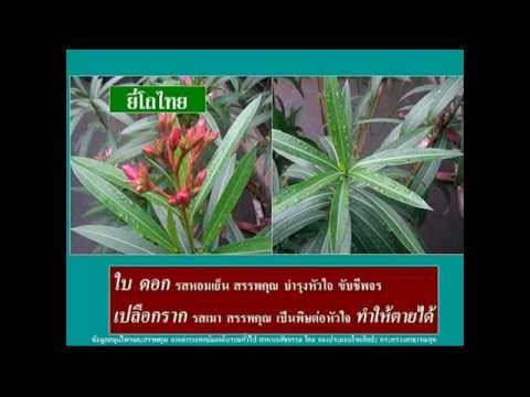 ซื้อเชื้อโรคไก่งวง เชื้อโรคหญิง Kharkov ซื้อ
