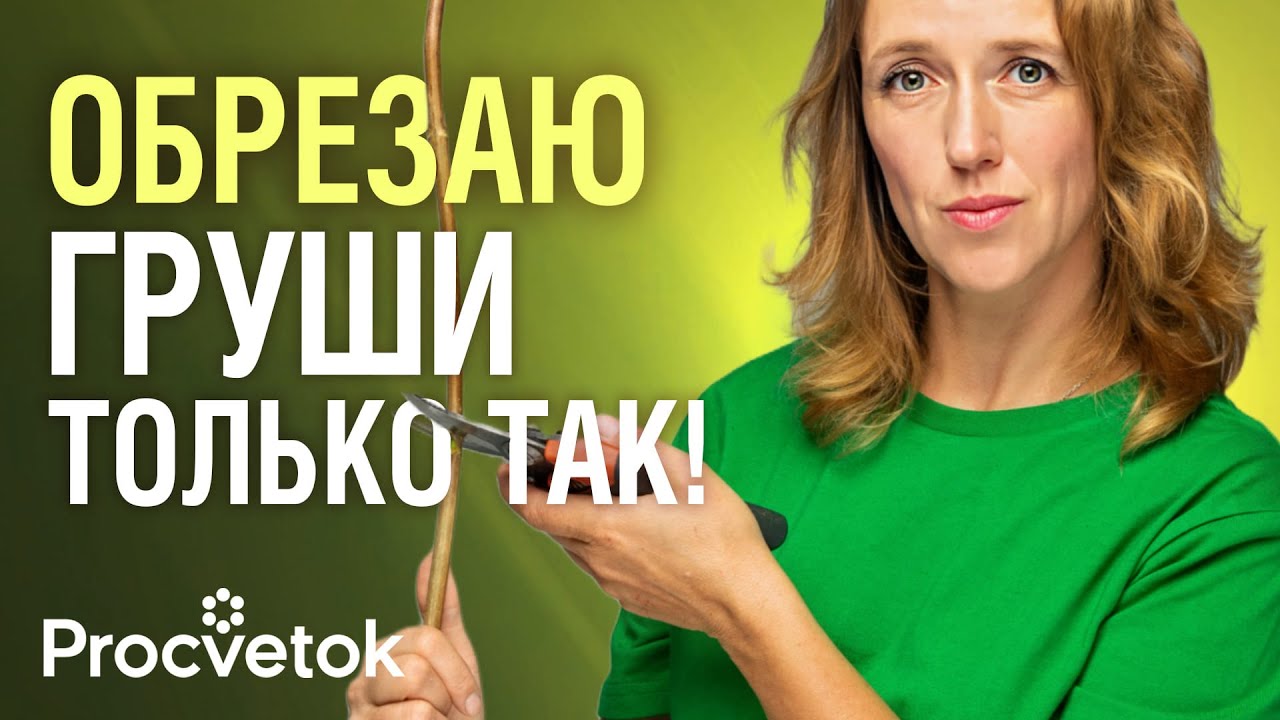 ОБРЕЗКА ГРУШИ ОТ А ДО Я: формируем компактное и урожайное дерево