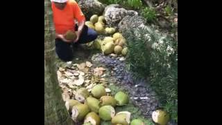 DJ khaled in Jamaica with Asahd khaled eating jelly (coconut) and speaking Jamaican language