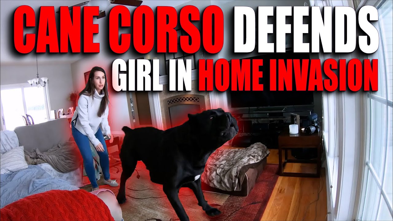 Cane Corso Defends Girl Against HOME INVASION - YouTube