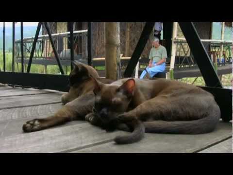 Burmese Cats - The Long Journey Home
