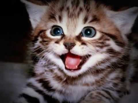 Wurlitzer: Reginald Dixon - "Tiger Rag"