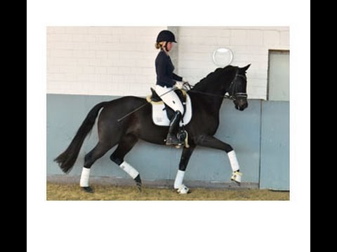 Weidenhof-Verkaufspferd: FANTASTIC LADY *2012 v. Florencio