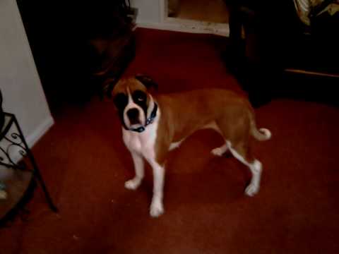 Mesha the Boxer Dog going nuts
