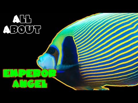 All About The Emperor Angelfish