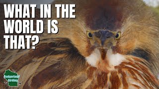 I Investigated a WEIRD Bird Hiding in a City Park!