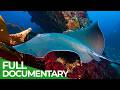 The Big Blue Ocean Stories From Down Under Full Series Free Documentary Nature
