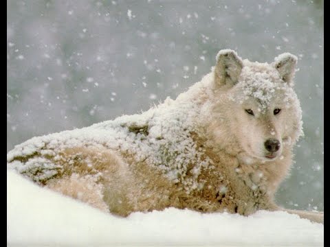 BiG WoLF A.k.a PsychoPaTh - RroLi Jem