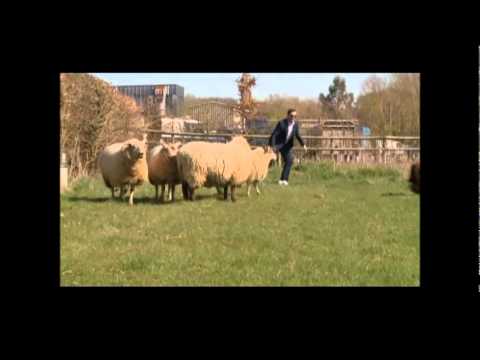 Ex-Apprentices try Raising the Baa on The One Show