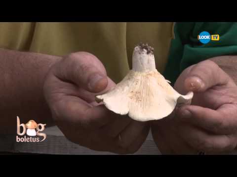 Big Boletus - recapitulare finală