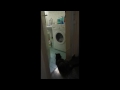 Cat Loves Washing Machine