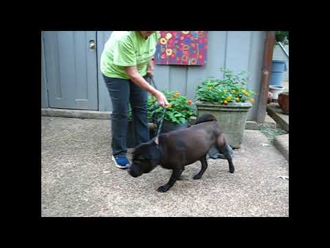 Bella, an adoptable Shar-Pei in White Plains, NY_image-1