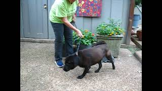 Video preview image #1 Chinese Shar-Pei Puppy For Sale in Germanton, TN, USA