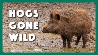 Hogs Wild - Fighting the Feral Pig Problem - Texas Parks and Wildlife [Official]