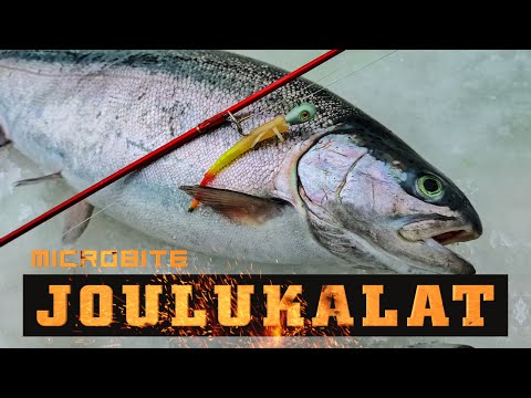 Joulukalat Lokinlammelta / Kirjolohen jigipilkintää