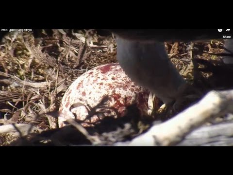 Iris lays her 2nd egg this year. It seemed exhausting for her - 05-02-2016