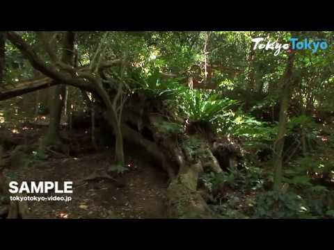 [Tokyo Footage] Mikurajima Island | 御蔵島（Tokyo Japan）