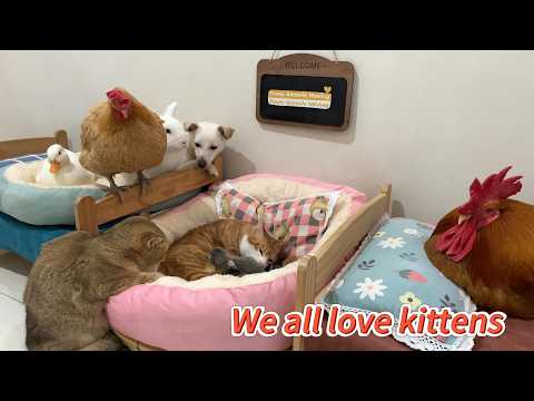 So funny! A hen, a puppy, a duck, a rabbit,and a rooster all came to help take care of the 9 kittens