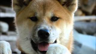 preview picture of video 'My Akita Inu growing up (slideshow)'